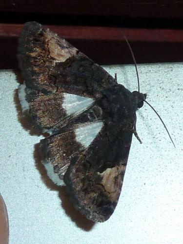 Aedia funesta